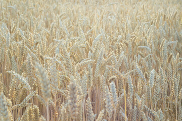Close up view of wheat ears, field of wheat on July day. Summer harvesting period, ecological agriculture. World starvation problem due to the  war in Ukraine.Selective focus