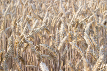 Fototapeta premium Close up view of wheat ears, field of wheat on July day. Summer harvesting period, ecological agriculture. Selective focus.Cover design,calendar,poster.