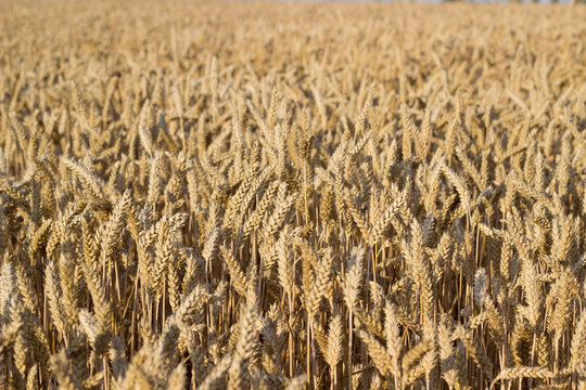 Close up view of wheat ears, field of wheat on July day. Summer harvesting period, ecological agriculture. World starvation problem. Image for cover design,calendar,wallpaper.Selective focus