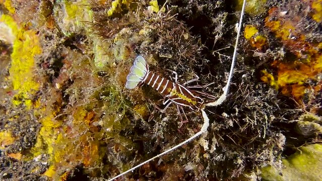 juvenile painted spiny lobster walks over coral reef. Body has violet to brown color, tail and large antennae are white. Close-up shot on a coral wall.