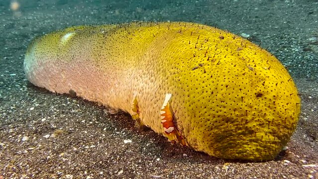 brown sandfish sea cucumber being host to two emperor shrimps. Medium shot showing the whole sea cucumber. Shot during daylight in indo-pacific.