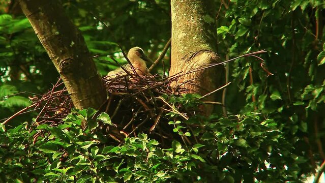 Baby bird (Buff Necked Ibis) left alone in the nest