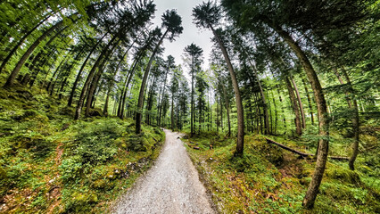 Forest walk though the Bavarian Landscape