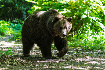 Fototapeta na wymiar Brown bear walking on ground in nature in the Wuppertal Green Zoo in Germany. Cute big bear landscape nature background. Animal wild life. Adult brown bear in natural environment. Selective focus.