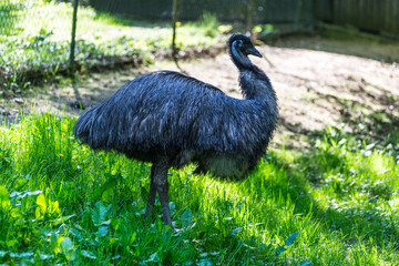 The Emu walks on the green grass in the Wuppertal Green Zoo in Germany. The Emu (Dromaius novaehollandiae) is a large australian bird. - 628409022