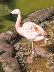 Pink flamingo in the Wuppertal Green Zoo in Germany - 628409053