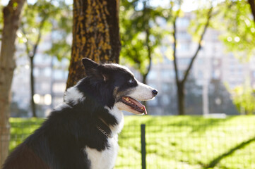 Siberian laika in autumn park. Dog on nature walk