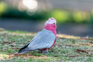 Galah on the grass