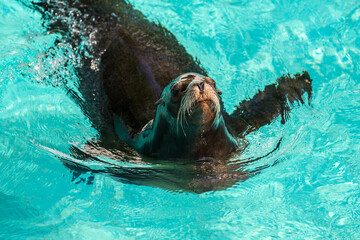 Sea lion swims in the pool of the zoo in Wuppertal, Germany - 628409203