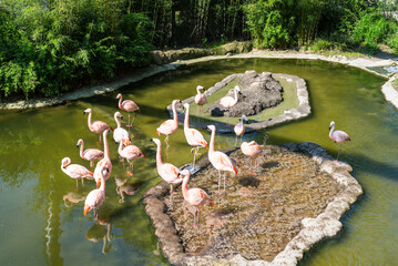 Pink flamingos in the Wuppertal Green Zoo in Germany - 628409250