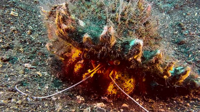 White-spotted hermit crab in a seashell overgrown with algae. Crab moves antennae, then retreats into its mobile home. Shot during daylight in indo-pacific.