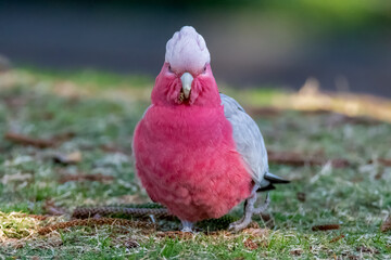 Galah on the grass