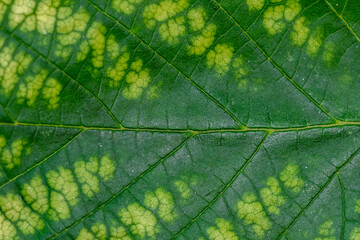 green leaf with water drops - obrazy, fototapety, plakaty