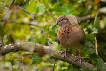 schöne Palmtaube sitzt friedlich auf einem Ast