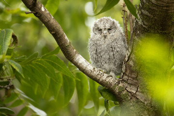 Owlet sleeping in a tree