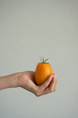 Female hand holding fresh tomato on grey background.