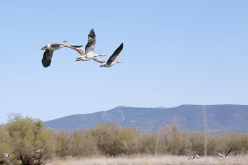 Several Greylag Goose (Anser anser) in flight.