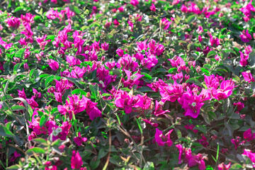 Fototapeta na wymiar Purple Bougainvillea flowers blooming in the garden