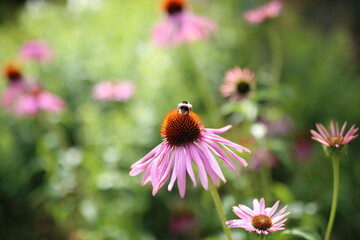 bee on flower