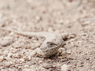 lizard on a rock