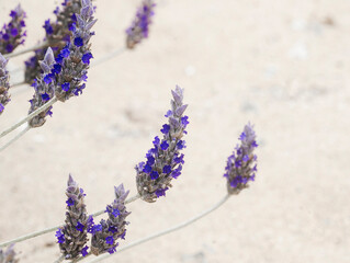 bunch of lavender
