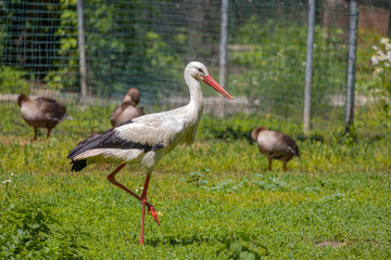 A beautiful stork standing on the grass