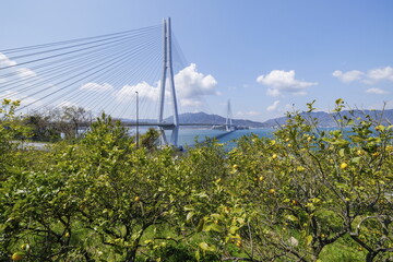 井口島レモン畑と多々羅大橋