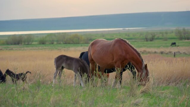 A bay mare with a foal grazing on a green pasture by the lake at sunset.
