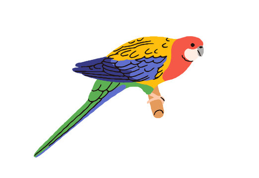 Eastern rosella, cute colorful parrot. Exotic tropical parakeet. Jungle bird sitting on perch. Funny rainbow-feathered birdie, Tasmanian species. Flat vector illustration isolated on white background