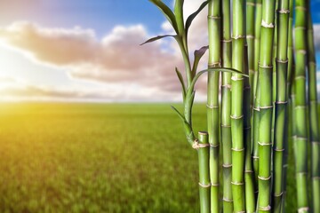 Sugar cane green stalks on plantation background.