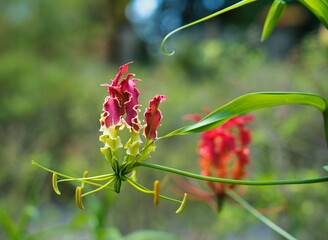 closeup of flame lily inside the botanical garden, Mahe Seychelles