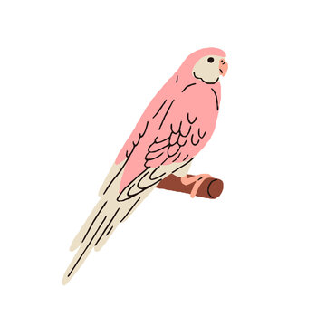 Cute Bourke, sundown parrot. Exotic pink-bellied parakeet. Tropical jungle bird sitting on perch. Funny birdie, Neopsephotus bourkii species. Flat vector illustration isolated on white background