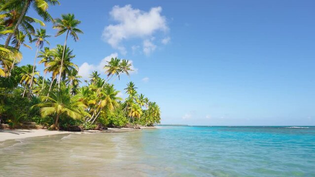 Hawaiian white sand beach on palm island on a summer morning. Emerald water under a high clear tropical sky. Beautiful bright green coconut tree on the Caribbean coast. Cruise.