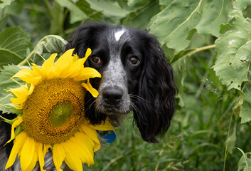 dog with flower