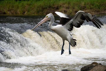 pelican on the beach