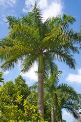 Fototapeta premium cuban Royale palm Inside the botanical garden, Mahe Seychelles