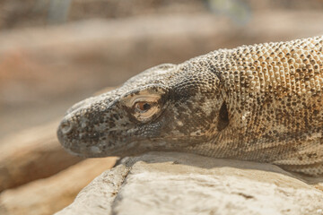 Forestry Farm in the city of Saskatoon, Canada