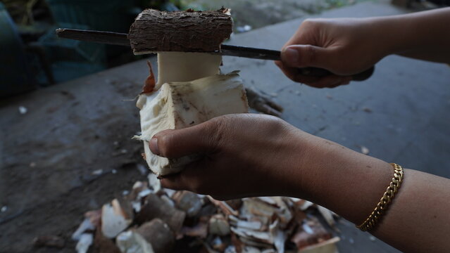left hand with gold bracelet, holding cassava, right hand holding big knife peeling off the skin of cassava, preparation for cooking, the pile of cassava with skin that has been peeled