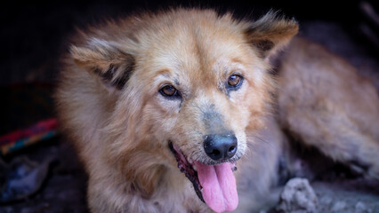 german shepherd dog