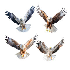 Obraz premium eagle in flight isolated