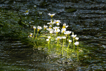 Gewöhnlicher Wasserhahnenfuss
