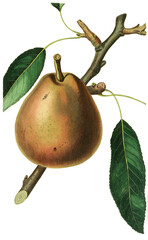 Die Gute Graue ist eine Sorte der Birne, Pyrus communis, eine breit anbaufähige, robuste Tafelbirne, the gray Doyenne Pear 
