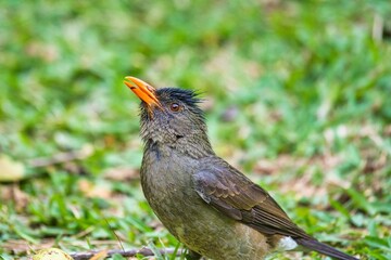 Seychelles endemic bulbul bird eating guava on the ground, Mahe Seychelles