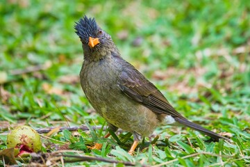 Seychelles endemic bulbul bird eating guava on the ground, Mahe Seychelles