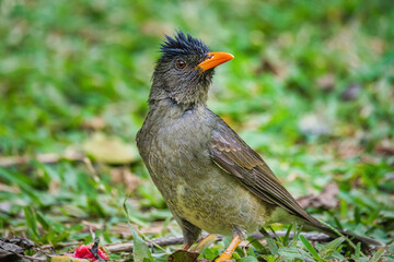 Seychelles endemic bulbul bird eating guava on the ground, Mahe Seychelles