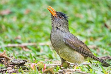 Seychelles endemic bulbul bird eating guava on the ground, Mahe Seychelles