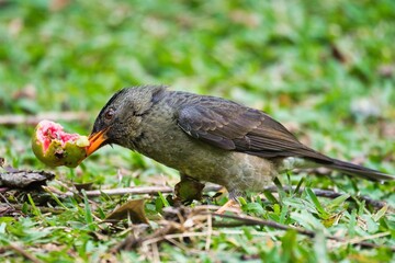Seychelles endemic bulbul bird eating guava on the ground, Mahe Seychelles