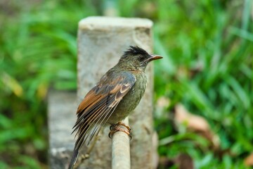 Seychelles endemic bulbul bird Mahe Seychelles