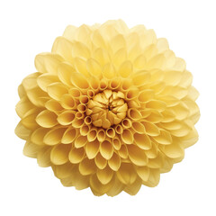 yellow flower isolated on transparent background cutout
