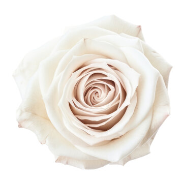 white rose isolated on transparent background cutout